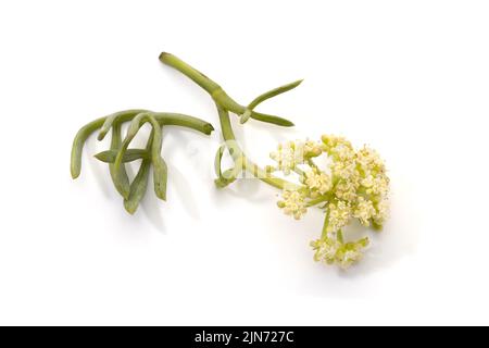 Crithmum maritimum isolé sur fond blanc. Fenouil de mer frais ou branche de Samphir de roche avec des fleurs et des feuilles Banque D'Images