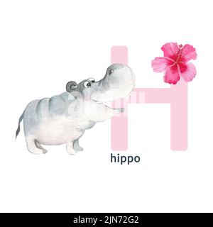 Lettre H, hippopotame avec hibiscus, enfants adorables animaux colorés alphabet ABC. Illustration aquarelle isolée sur fond blanc. Banque D'Images