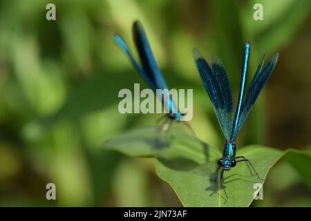 Un cliché sélectif de deux demoiselle (Calopteryx splendens) mâles à bandes, assis sur une plante Banque D'Images