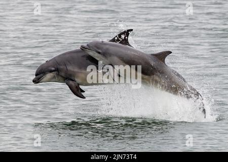 Brécher les dauphins à gros nez (Tursiops truncatus) Banque D'Images