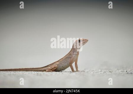 Macro gros plan du réchauffement de lézard soufflé seul au soleil d'été. Anolis sagrei petit reptile dans la Floride États-Unis Banque D'Images