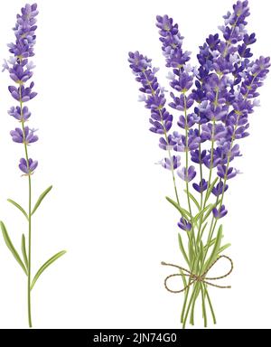 Bouquet de fleurs de lavande parfumées coupées fraîches et simple 2 des icônes réalistes définissent l'illustration vectorielle isolée Illustration de Vecteur