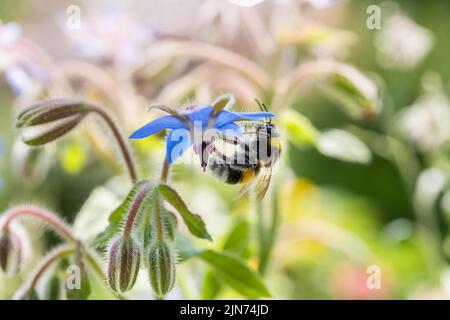 Bomblebee à queue de buffle (Bombus terrestris) prenant le nectar de Borago officinalis. Arrière-plan de la nature d'été Banque D'Images