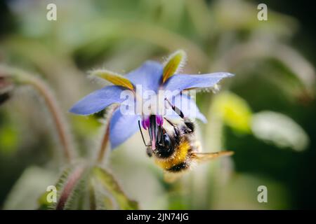 Bomblebee à queue de buffle (Bombus terrestris) prenant le nectar de Borago officinalis. Arrière-plan de la nature d'été Banque D'Images