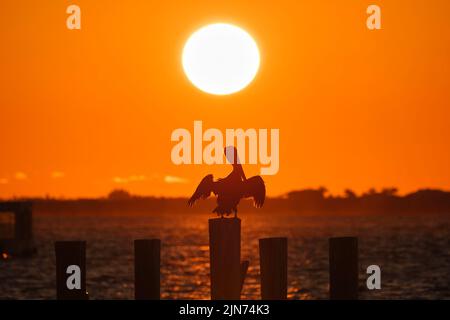 Silhuette d'oiseau pélican solitaire avec des ailes étalées sur le poteau de clôture en bois supérieur contre le ciel de coucher de soleil orange vif sur l'eau du lac et le grand soleil couchant Banque D'Images