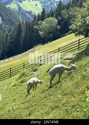 Un cliché vertical de deux alpagas blancs qui broutent l'herbe dans les montagnes par une journée ensoleillée Banque D'Images