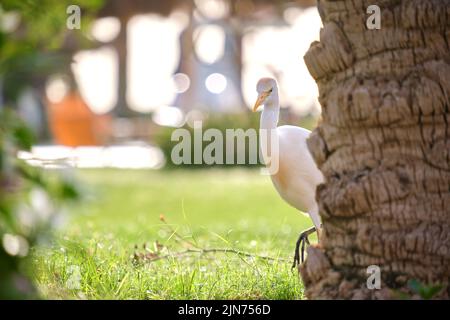 Oiseau sauvage d'aigrette de bétail blanc, également connu sous le nom de Bubulcus ibis, marchant sur une pelouse verte en été Banque D'Images