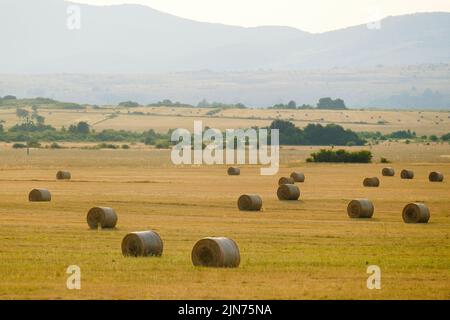 Balles de paille de blé dispersées sur un champ moissonné sans bornes contre des collines brumeuses. Des balles de foin alimentent le bétail dans les hautes terres de campagne Banque D'Images