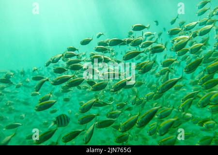 La vue sous-marine d'un poisson rayé nageant contre le fond de poisson Banque D'Images
