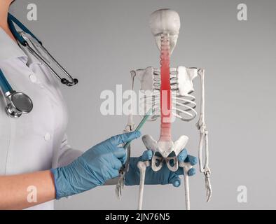 Main du médecin pointant vers les vertèbres du squelette avec un point rouge. Douleur de colonne vertébrale, concept de mal de dos. Tension, nerf glissé, sciatique, blessure. Système squelettique anato Banque D'Images