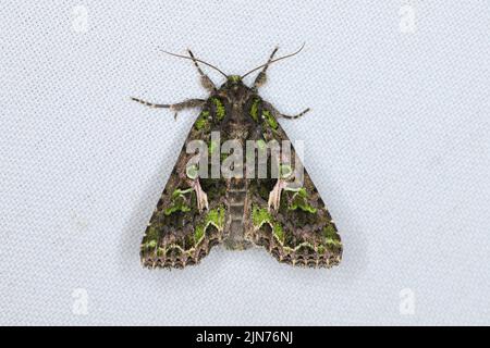 La Moth de l'orache (trachée atriplicis). Banque D'Images