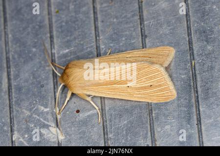 Wainscot fumé (Mythimna impura) papillon adulte. Banque D'Images