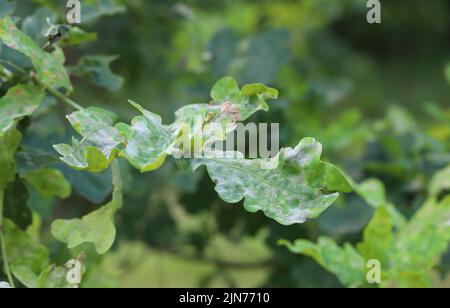 Moisissure poudreuse sur les feuilles de chêne. Il s'agit d'une maladie fongique dangereuse causée par le champignon Erysiphe alphitoides (Microsphaera alphitoides). Banque D'Images