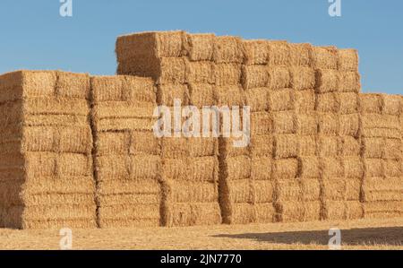 Hampshire, Angleterre, Royaume-Uni. 2022. Des balles de paille emballées haut dans une ferme du nord du Hampshire attendent le transport Banque D'Images