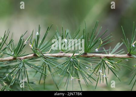 Insectes de la Galle puceron de l'épinette verte (Sacchiphantes viridis synonymes: Chermes viridis, Sacchiphantes abietis viridis) sur les aiguilles du mélèze. Banque D'Images