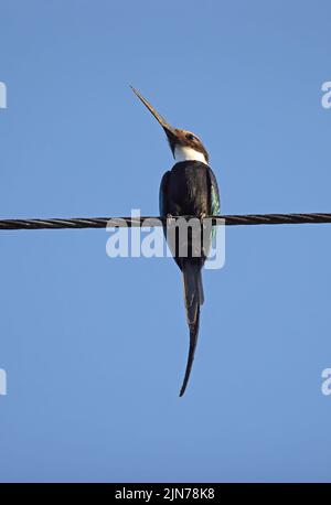 Paradise Jacamar (Galbula dea) adulte perché sur la ligne de puissance Rio Azul, Brésil Juillet Banque D'Images