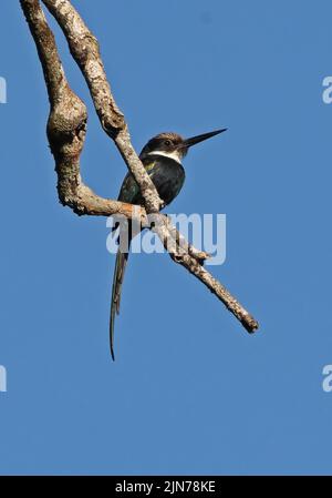 Paradise Jacamar (Galbula dea) adulte perché sur une branche morte Rio Azul, Brésil Juillet Banque D'Images