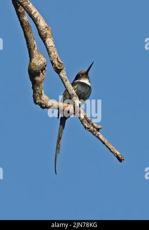 Paradise Jacamar (Galbula dea) adulte perché sur une branche morte Rio Azul, Brésil Juillet Banque D'Images