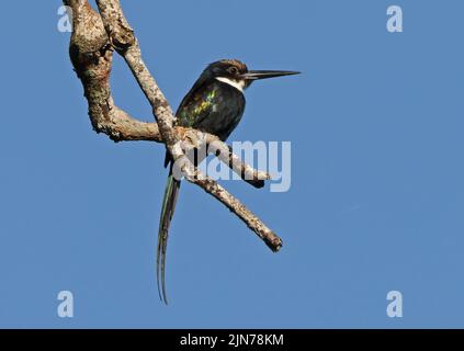 Paradise Jacamar (Galbula dea) adulte perché sur une branche morte Rio Azul, Brésil Juillet Banque D'Images