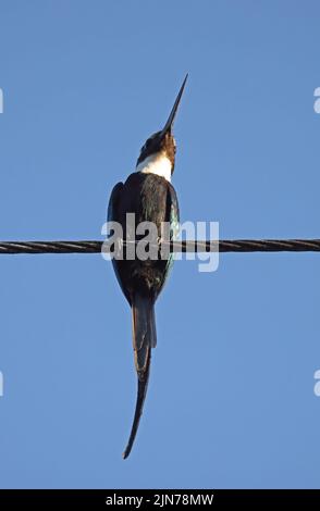 Paradise Jacamar (Galbula dea) adulte perché sur la ligne de puissance Rio Azul, Brésil Juillet Banque D'Images