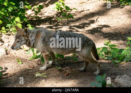 Europäischer Wolf auf Futtersuche im Wald unterwegs Banque D'Images