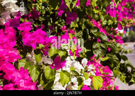 Bougainvilliers blanc et rose. Mise au point sélective et gros plan Banque D'Images