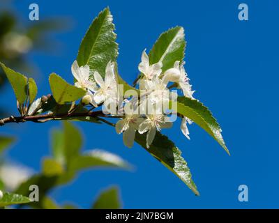 Fleurs blanches, plus tard l'été, du bois de ribbonbon vert de Nouvelle-Zélande, Hoheria sexstylosa 'stardust' Banque D'Images