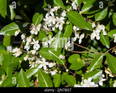 Fleurs blanches, plus tard l'été, du bois de ribbonbon vert de Nouvelle-Zélande, Hoheria sexstylosa 'stardust' Banque D'Images