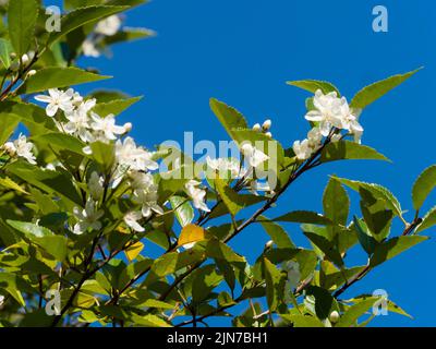 Fleurs blanches, plus tard l'été, du bois de ribbonbon vert de Nouvelle-Zélande, Hoheria sexstylosa 'stardust' Banque D'Images