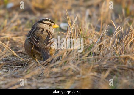 Bruant à couronne blanche (Zonotrichia leucophyrs) Banque D'Images