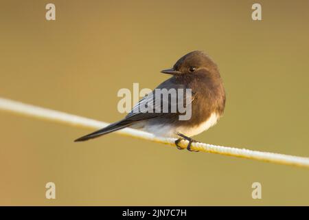 Phoebe Sayornis nigricans (noir) Banque D'Images