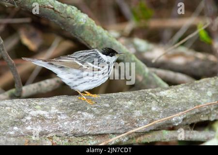 (Demdroica Balckpoll orangée striata), homme, plumage nuptial Banque D'Images