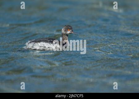 Grèbe à cou noir (Podiceps nigricollis) Banque D'Images