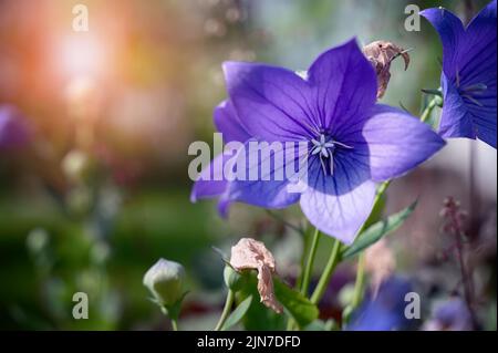 Platycodon grandiflorus - plante vivace - fleurs bleues gros plan sur fond vert naturel flou. Fleurs dans le jardin . Fleurs d'été. Banque D'Images