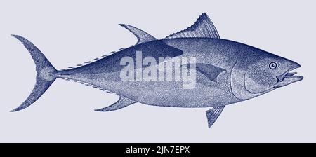 Thon rouge de l'Atlantique thunnus thynnus, poisson alimentaire marin en vue latérale Illustration de Vecteur