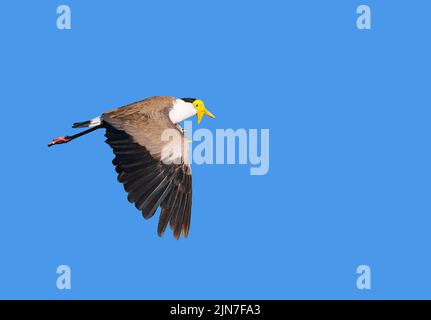 Un Lapwing masqué (Vanellus Miles) en vol montrant des ailes spires, Mungulla Station, Queensland, Queensland, Queensland, Australie Banque D'Images