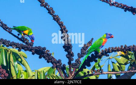 Une paire de Lorikeets arc-en-ciel (Trichoglossus haematodus) se nourrissant d'un arbre à fructifier, Mungulla Station, Queensland, Queensland, Queensland, Australie Banque D'Images