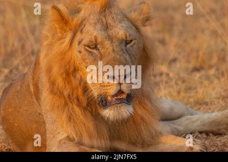 les lions se trouvaient dans les prairies du parc national de Murchison Falls , le plus grand parc d'Ouganda Banque D'Images