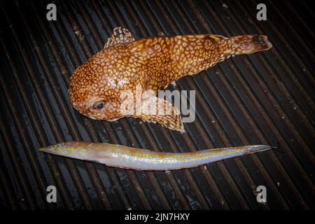 Poissons de mer pêchés commercialement : Opalfish (Hemerocoetes monopterygius) et toadfish tacheté. Banque D'Images