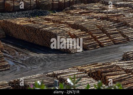 Un regard sur la vie en Nouvelle-Zélande. Radiata Pine fraîchement enregistré empilé au port de Picton, pour exportation. Exportations de bois d'œuvre. Banque D'Images