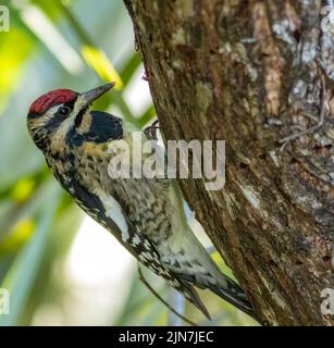 le sapsucker à ventre jaune chasse les insectes sur un arbre de buttonwood. Banque D'Images