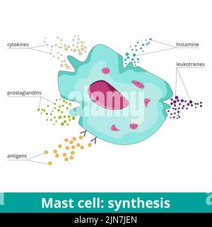 Cellule de mât : synthèse. En raison de l'activation de l'antigène, les mastocytes produisent des prostaglandines, des leucotriènes, de l'histamine et des cytokines. Visualisation de la cellule de mât Illustration de Vecteur