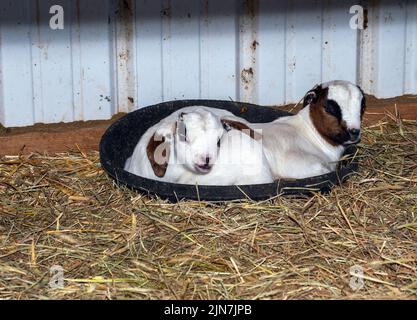 Ces deux bébés chèvres doubles câlinent ensemble pour un peu de temps de repos dans leur bol d'alimentation dans la grange. Un jumeau est élevé de longue longueur et un est élevé de courte longueur. Bon adver Banque D'Images