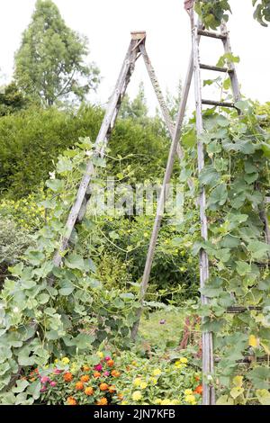 Échelle d'Orchard utilisée comme treillis pour une plante grimpant dans un jardin. Banque D'Images