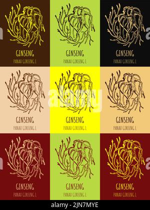 Jeu d'illustrations graphiques dessinées à la main d'une racine de ginseng rouge ou panax pour l'impression, le logo, l'emblème, l'étiquette et autres décorations. Médecine alternative, beauté, Illustration de Vecteur