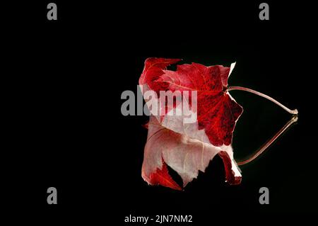 Feuille d'érable rouge avec réflexion sur fond noir Banque D'Images