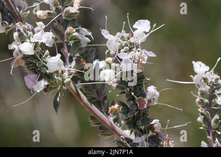 Inflorescences à tête cymose à fleurs blanches de Salvia Apiana, Lamiaceae, arbuste indigène dans les montagnes San Gabriel, chaîne transverse, Springtime. Banque D'Images