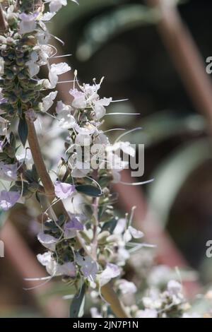 Inflorescences à tête cymose à fleurs blanches de Salvia Apiana, Lamiaceae, arbuste indigène dans les montagnes San Gabriel, chaîne transverse, Springtime. Banque D'Images