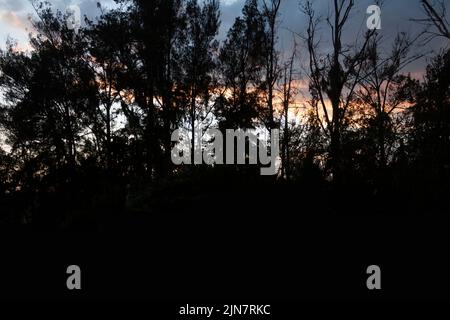des pins silhouettés montrant leurs branches contre la lumière avec un ciel plein de neige orange en arrière-plan au coucher du soleil Banque D'Images