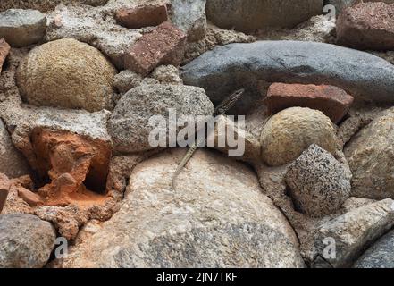 Lézard nom scientifique Lacertilia de reptiles de classe animale sur un mur de pierre Banque D'Images